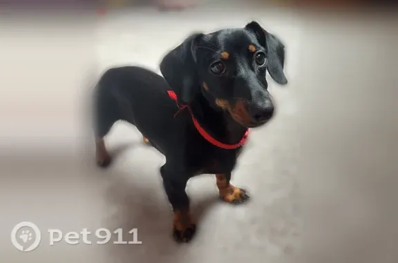 Missing dog Superior, photo: Lost female dog, Golf View Drive, City of Superior, Superior - red collar and dark brown coat