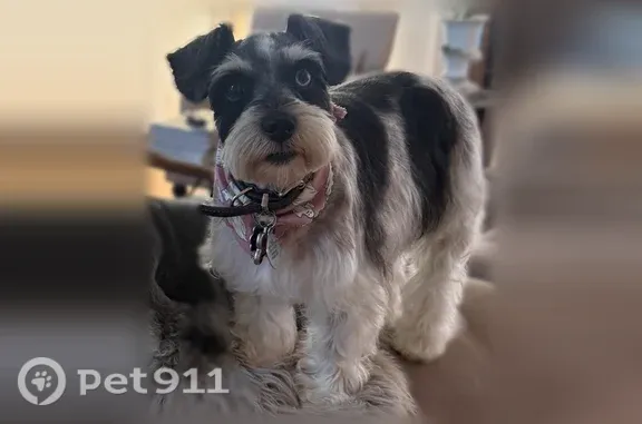 Lost female dog, Brookstone Way, 25, Angier — black and white with mismatched eyes - photo