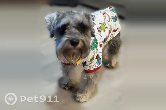 Lost female dog, North Flaxseed Lane, 109, Fort Worth — salt-and-pepper miniature schnauzer - photo