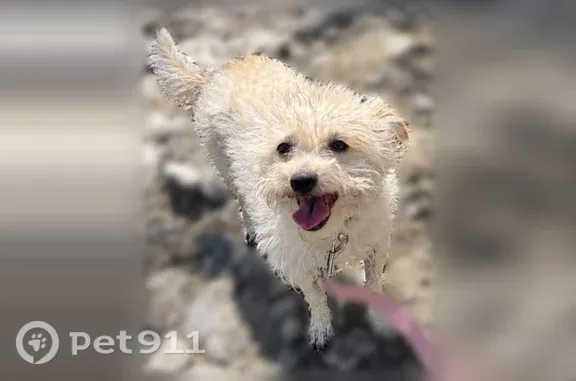 Lost dog, female, Orchard Street, 9891, Bloomington, Peoria — curly white hair and a brown spot - photo