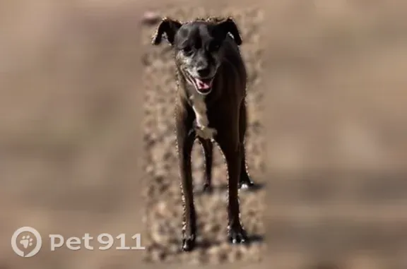 Lost dog, male, South 241st Drive, 4292, Buckeye — mostly black with white on chest and mouth - photo