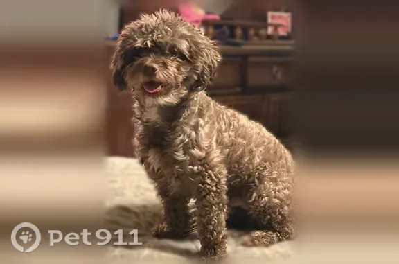 Lost dog, West Reno Avenue, 4501, Oklahoma City — brown miniature poodle - photo