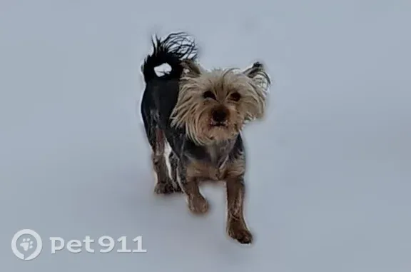 Lost dog, Beebe Parkway, 2994, Saint Paul, North St. Paul — female Yorkie - photo