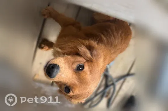 Lost dog, male, Mississippi 53, 21333, Gulfport, Gulfport — small with fluffy ears - photo