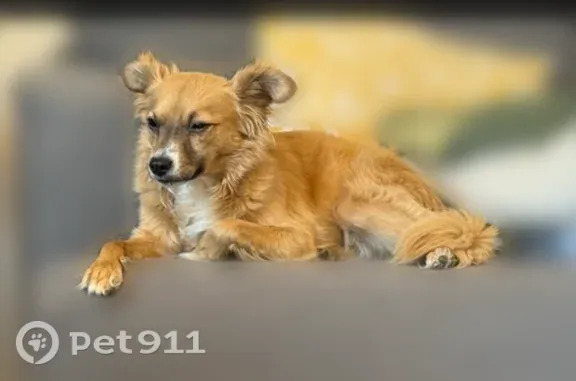 Missing dog Phoenix, photo: Lost dog, North 93rd Avenue, Phoenix — female Chihuahua mix