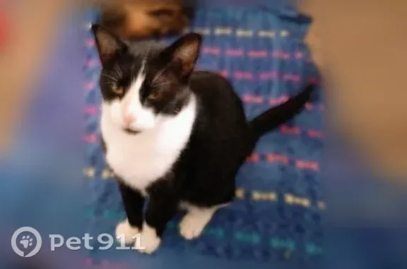 Lost cat, female, 23rd Street North, 2819, Arlington, Arlington — calico with long hair - photo