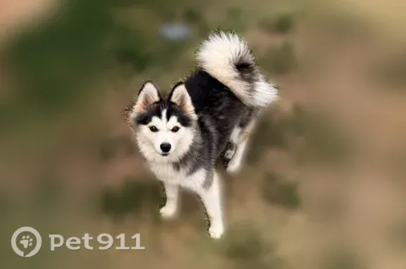 Lost dog, Northwest 28th Terrace, 10209, Yukon, Kansas City — female black sable Pomsky - photo