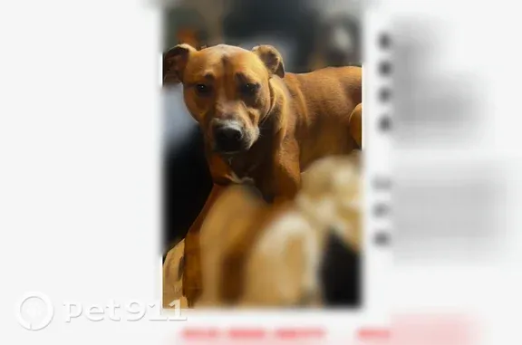 Lost dog, Cleveland, Ohio, Newark — medium brown male dog - photo