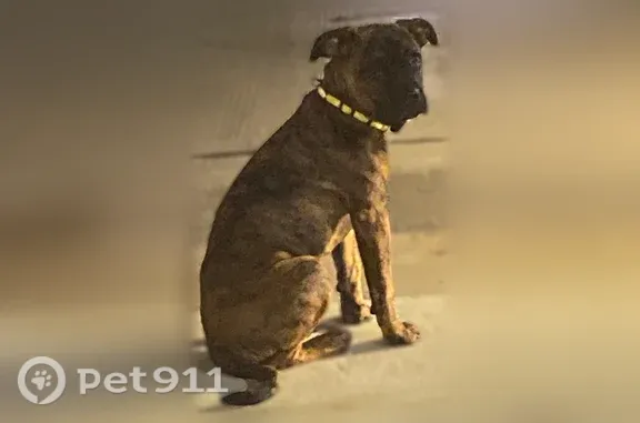 Lost dog, Mowat Avenue, 22, Toronto — 6-month-old female Cane Corso with brindle coat - photo