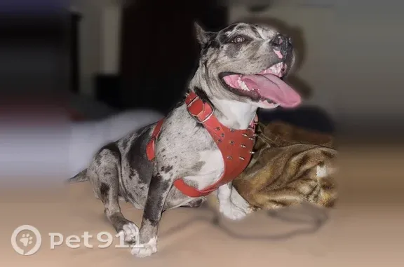 Missing dog Glendale, photo: Lost dog, North 44th Avenue, 6745, Glendale — friendly merle coat