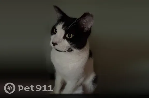 Oreo white and black American shorthair domestic cat. His tail is black with white tip. He is very friendly. He went outside at 9 pm on Monday 5 th October and didn’t come back.