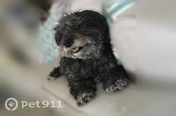 Lost dog, Ridgeside Drive, 10953, South Jordan — elderly female black Schnoodle - photo