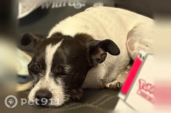 Lost dog, male, North 7th Street, 3877, Phoenix — three legs - photo