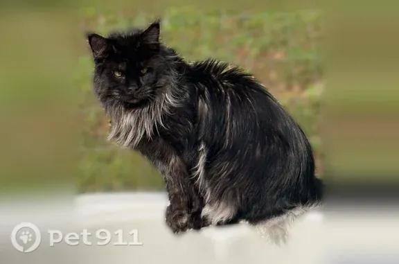 Missing cat Fort Worth, photo: Lost cat, Oak Grove Road South, Fort Worth — male Maine Coon needing heart medication