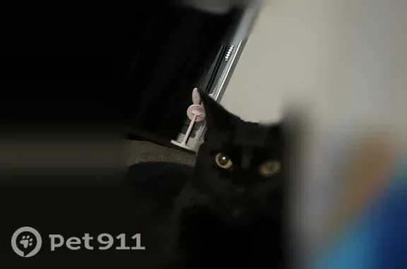 Lost cat, male, C Street, 346, Carlisle, Carlisle — black short hair and golden eyes - photo