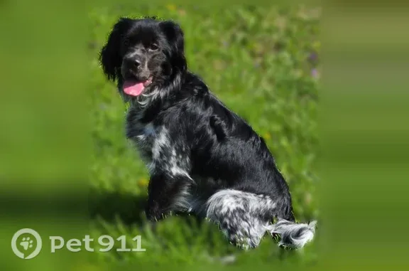 Missing dog Female, Huron (usl553630) - photo