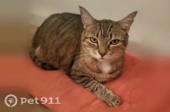 Short hair, Brown-tan tabby with freckles. Very loving. No chip but there was a collar at one time based in the indentation around its neck.