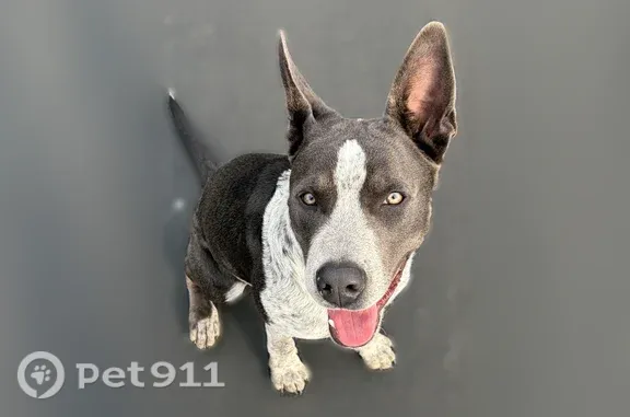 Found dog Clovis, photo: Found dog, male, Las Rosas Avenue, Clovis — gentle pit bull mix