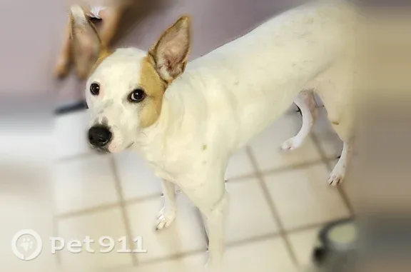Lost dog, North Davis Avenue, 1000, Oklahoma City — shy male with a white coat and brown eye patches - photo