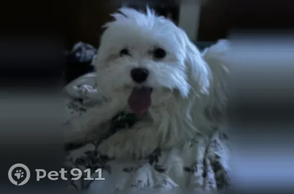 Lost dog, Lynnwood — white Maltese - photo