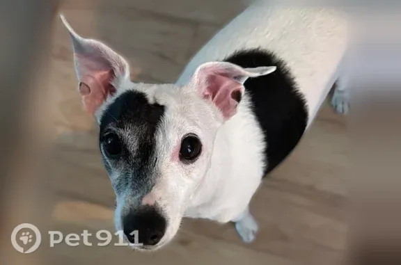 Lost Dog, Trianon Trail, 3676, Delhi Charter Township, Holt — male Chihuahua/Rat Terrier mix - photo