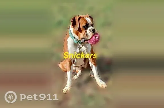 Lost dog, Natures Way, 261, Grassy Creek, Sparta — female Boxer - photo