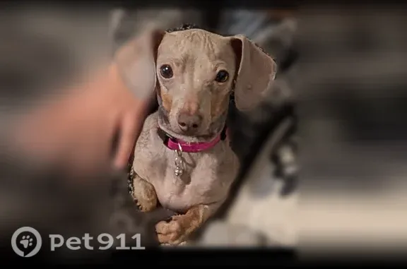 Lost female dog, South 2300 East, 3300, Salt Lake City — pink collar with a bell - photo