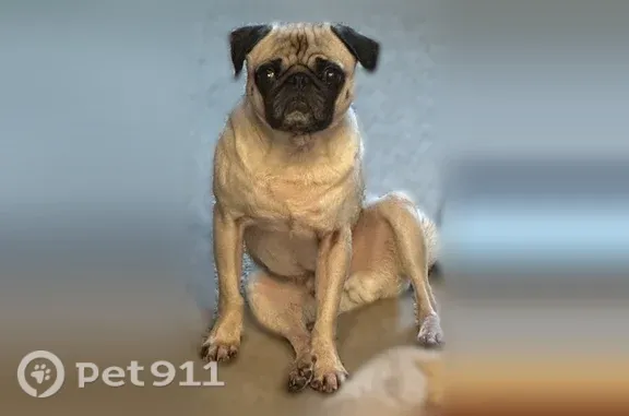 Lost dog, Kimberly Drive, 7507, Indianapolis — male fawn pug with bowed back legs - photo