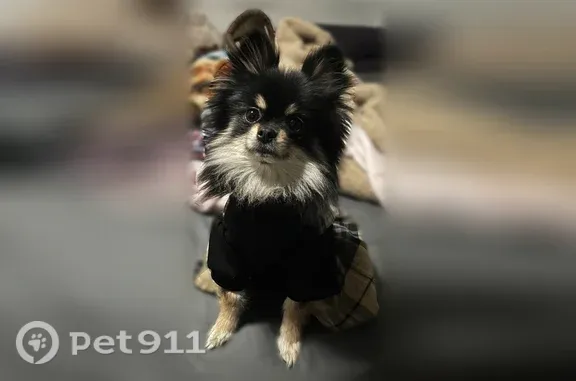 Lost female dog, Oak Drive, 7791, Mansfield — black-and-brown Pomeranian - photo