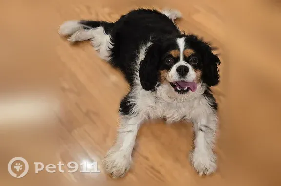 Lost Dog, West Lakeridge Road, 6420, Lakewood — friendly male Cavalier King Charles - photo