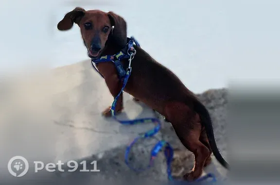 Lost dog, Francisco Avenue, Mission, McAllen — 8-month-old male dachshund - photo