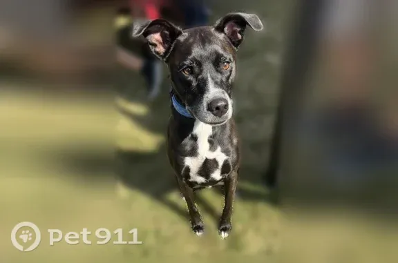 Lost dog, New Bern — male dog with a Buffalo Bills collar - photo
