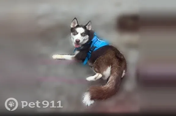 Lost dog, William Street, 124, Trenton — two female Siberian Huskies with blue eyes - photo