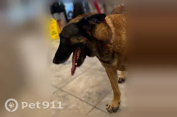 Found dog Glendale, photo: Found dog, North 52nd Avenue, 11209, Glendale — male, black and brown