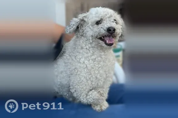 Lost dog, Champions Drive, Menifee — male dog with a right-arm deficiency - photo