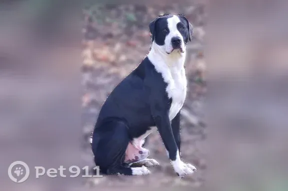 Found dog Eatonton, photo: Found dog, South Main Street, Alpharetta, Eatonton — male, black and white