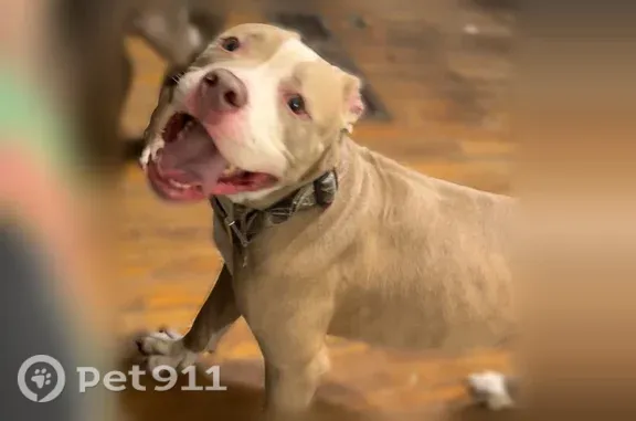 Lost female dog, Eaton Street, 168, Buffalo — brown and white XL Pitbull - photo