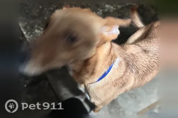 Found dog Jacksonville, photo: Found dog, Zapata Drive, 7216, Jacksonville — light brown