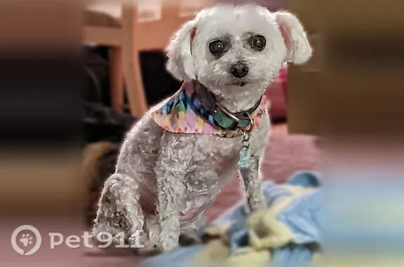 Lost dog, Downers Grove, Illinois, Gary — 16-year-old Maltipoo - photo