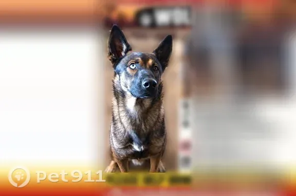 Lost male dog, Pampas Avenue, Twentynine Palms, Los Angeles — German Shepherd, about 5 years old - photo