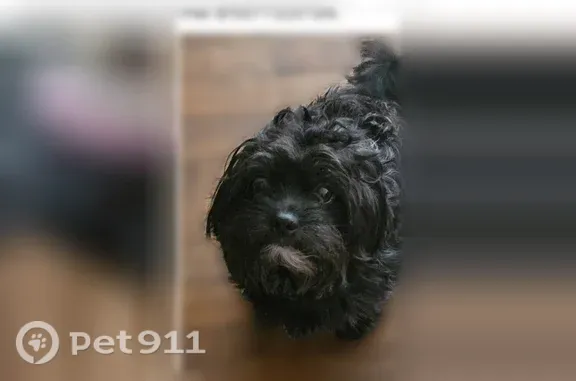 Missing dog Flint, photo: Lost male dog, Davison Road, 2815, Flint — black Shih-Poo