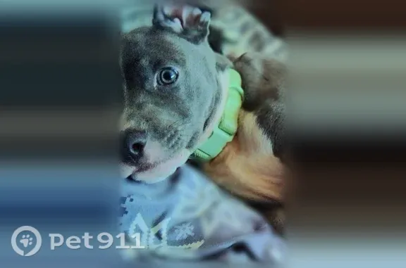 Lost dog, male, Rock Bluff Drive, 3221, Dallas — blue collar - photo