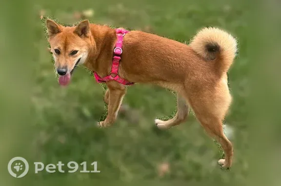 Missing dog Eden Prairie, photo: Lost female dog, Dell Road, 8719, Eden Prairie — fox-like and very skittish