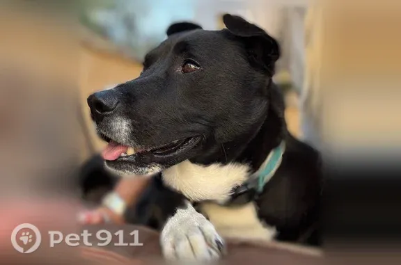 Missing dog Thousand Oaks, photo: Lost dog, male, Ferncrest Place, 3196, Thousand Oaks — black coat and white paws