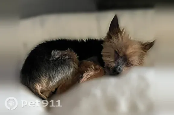 Lost dog, South Pine Island Road, 5175, Cooper City — male, brown and gray, 17 years old - photo