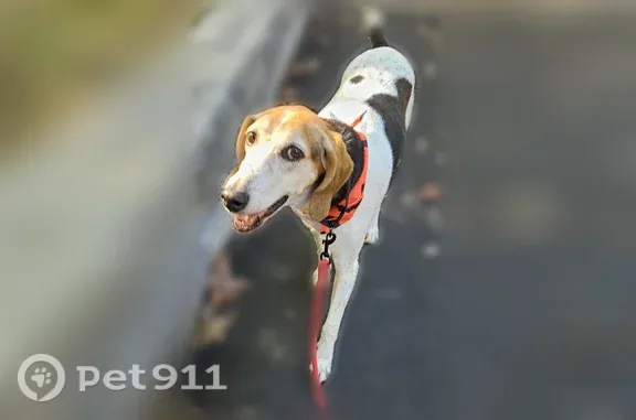 Lost female dog, Federal Drive, 115, Fredericksburg — American Foxhound with distinctive markings - photo
