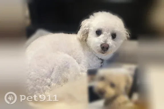 Lost dog, male, West Renette Avenue, El Cajon — small white Maltese - photo