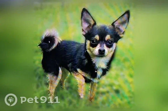 Lost dog, East Berry Street, 6001, Fort Worth — Bella did not return after going outside - photo