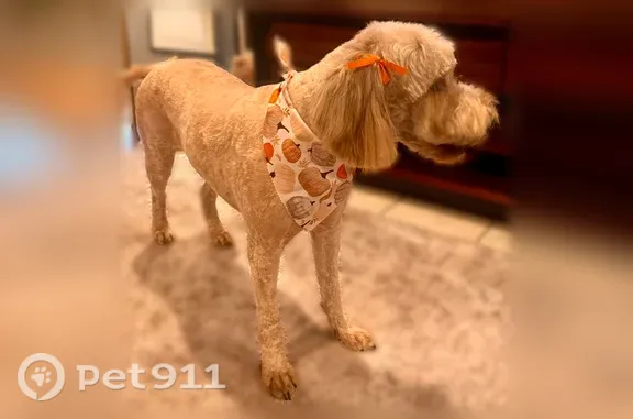 Missing dog Fontana, photo: Lost female dog, Arrow Route, 14512, Fontana — afraid of strangers