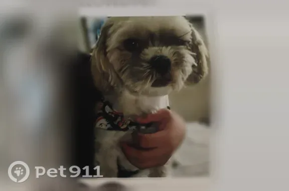 Lost Dog, West Mariposa Drive, 8505, Phoenix — Male Dog Usually Returned Within Minutes - photo